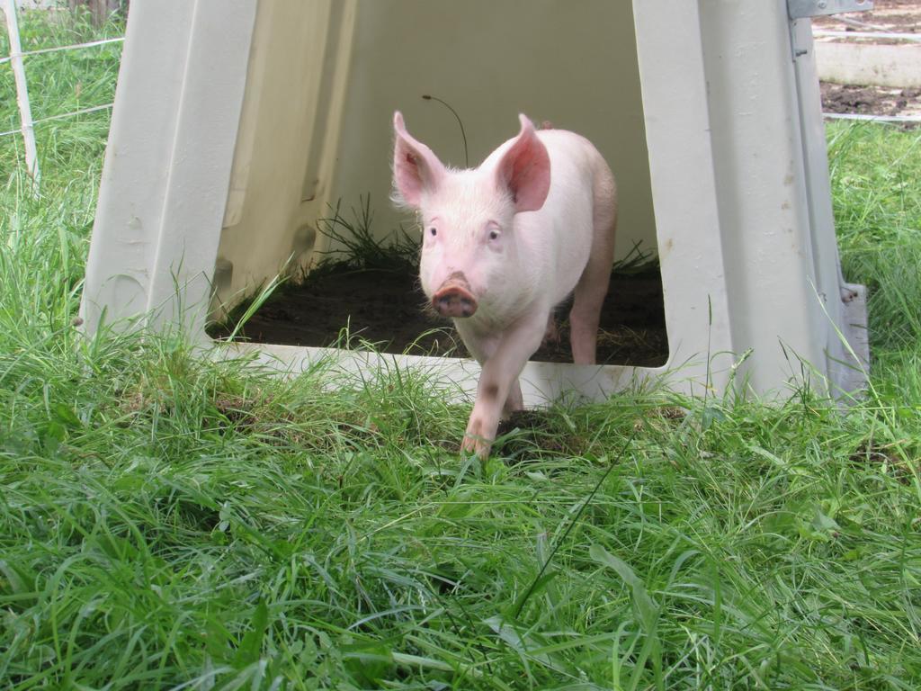 Farm stay Breitenbaumer
